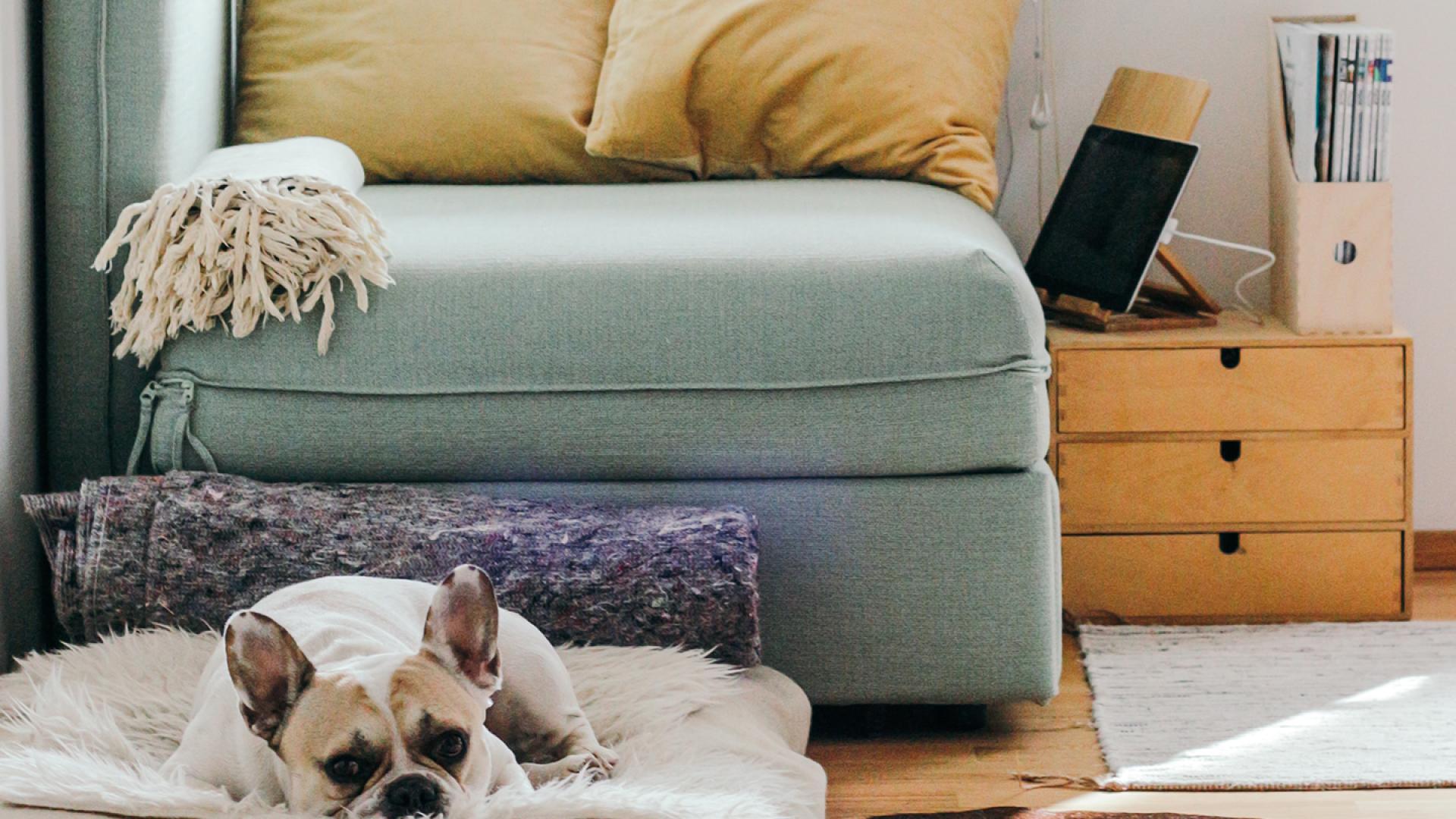 Living room with dog on a dog bed