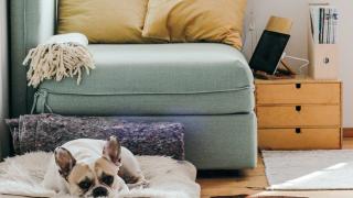 Living room with dog on a dog bed