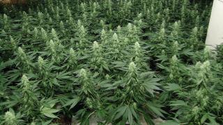 Cannabis Factory